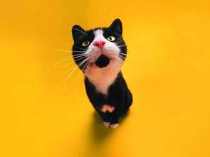 娱乐吃瓜君猫带体检