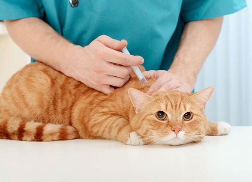 娱乐吃瓜君猫带体检