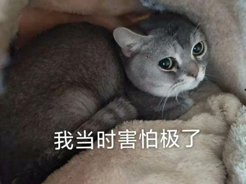 喵星娱乐吃瓜群众是谁啊